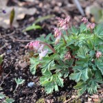 Dicentra cucularia 'Pinky Pank' rosa sjömanshjärta