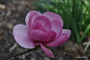 DSC_0008