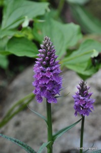Dacylorhiza fuchsii x purpurea