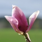 Magnolia Lennei x Pink Royalthy Magnolia Lennei x Pink Royalthy