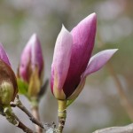 Magnolia Lennei x Pink Royalthy Magnolia Lennei x Pink Royalthy