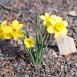 Narcissus rupicola