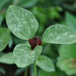 Trillium