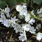 Hepatica transylvanica 'Alba'
