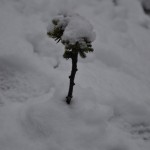 Snö packad under för att stadga häxkvasten