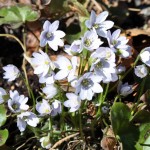Hepatica nobilis 'Opal'