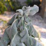Verbascum bombisiferum