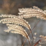Miscanthus