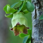 Codonopsis pilosula ssp. pilosula