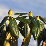 Rhododendron
