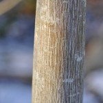Acer pansylvanicum