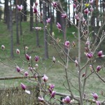 Magnolia Lennei x Pink Royalthy Magnolia Lennei x Pink Royalthy