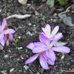 Colchicum cicilicum 'Atropurpureum'