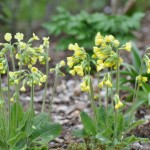Primula elatior "Pale Yellow" Primula elatior "Pale Yellow"