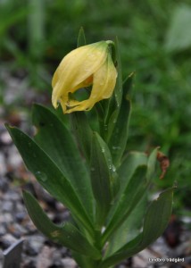 Lilium lophophorum