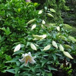 Lilium auratum, gullbandslilja