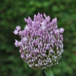 Purjolöksblomma