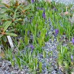 Krokus friserade av rådjur