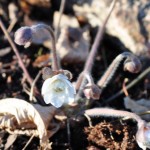 Hepatica 'Stockholm' fylld vit storblommig blåsippa