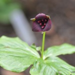 DSC_0074 DSC_0074
