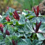 Trillium chloropetalum 'Giganteum' Trillium chloropetalum 'Giganteum'