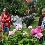 Blommor blandpelargonier