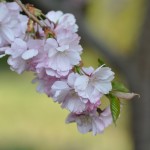 Prunus Accolade Prunus Accolade