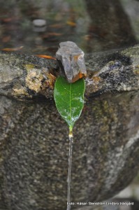 DSC_0198