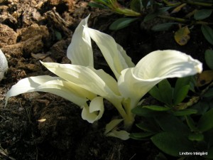 Hosta "White feather" Hosta "White feather"