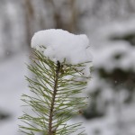 Trollguld i vinterskrud