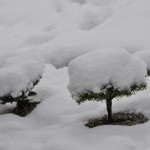 Stadga upp dina häxkvastar