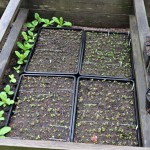 Nyskolade Rhododendron