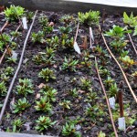 Proteoideskorsningar 2-3 åriga