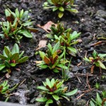 2-3 åriga proteoideskorsningar