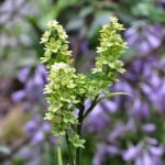 Melanhium virginicum