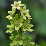 Melanhium virginicum