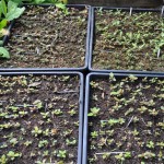 Rhododnendron på hösten