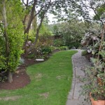 Under Prunus Accoladen